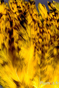 Hahnenhals - 8-12 cm - gelb